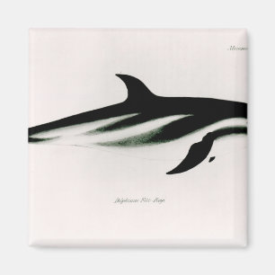 Delphin Magnet