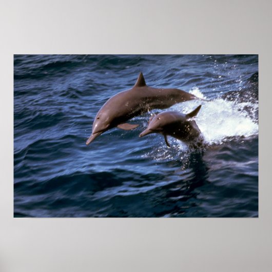 Delphin Poster (Vorne)