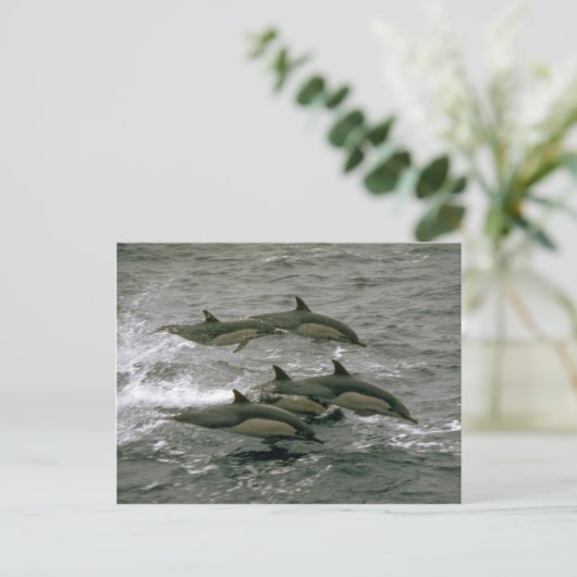 Delphin Postkarte (Stehend Vorderseite)