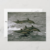 Delphin Postkarte (Vorne/Hinten)