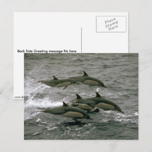 Delphin Postkarte (Vorne/Hinten)