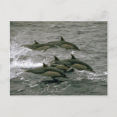 Delphin Postkarte (Vorderseite)