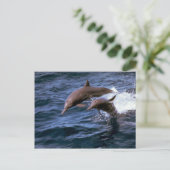 Delphin Postkarte (Stehend Vorderseite)