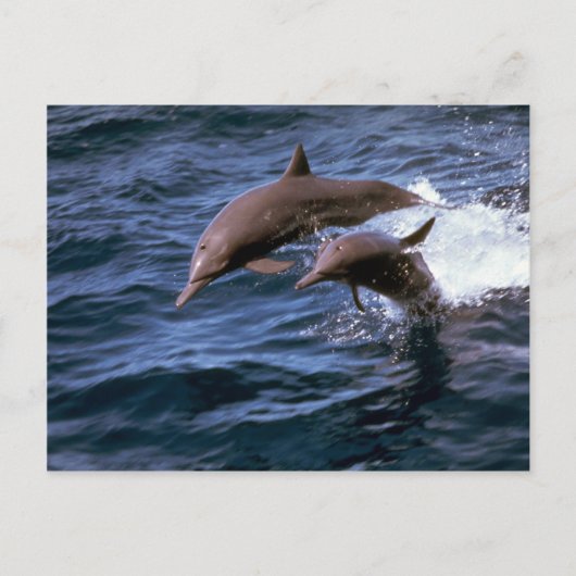 Delphin Postkarte (Vorderseite)