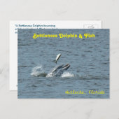 Delphin spielt mit Fisch Postkarte (Vorne/Hinten)