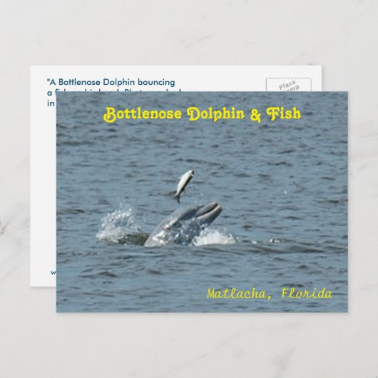 Delphin spielt mit Fisch Postkarte (Vorne/Hinten)
