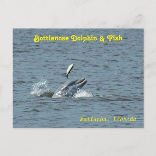 Delphin spielt mit Fisch Postkarte (Vorderseite)