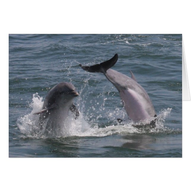 Delphin springen! (Vorderseite (Horizontal))
