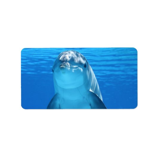 Delphin Water Beach Tropical Paradise Island Fisch Adressaufkleber (Vorne)