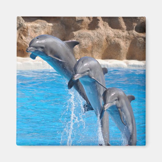 Delphin Water Beach Tropical Paradise Island Fisch Magnet (Vorne)