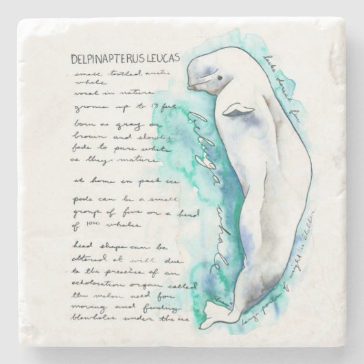 Delphinapterus Leucas Steinuntersetzer (Vorderseite)