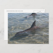Delphine am Monkey Mia, WA Postkarte (Vorne/Hinten)