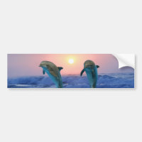 Delphine bei Sonnenaufgang