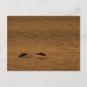 Delphine bei Sonnenuntergang Postkarte (Vorderseite)