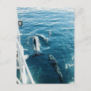 Delphine Bowride Postkarte