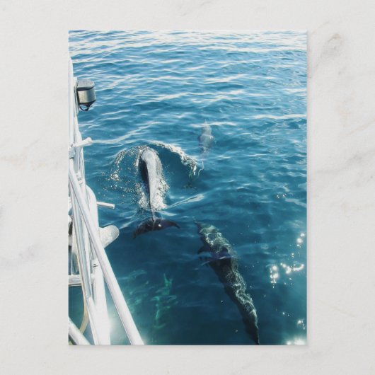 Delphine Bowride Postkarte (Vorderseite)