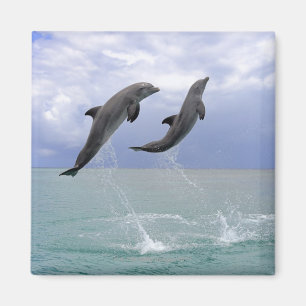 Delphine   Delfin (groberes Tuemmler) Magnet