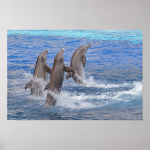 Delphine, die aus dem Wasser stehend sind Poster
