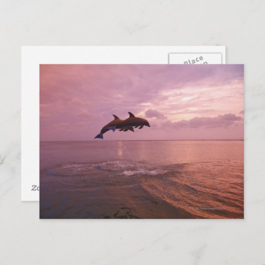 Delphine, die bei Sonnenuntergang springen Postkarte (Vorne/Hinten)
