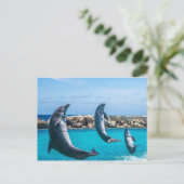 Delphine fliegen postkarte (Stehend Vorderseite)