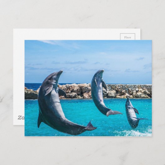 Delphine fliegen postkarte (Vorne/Hinten)