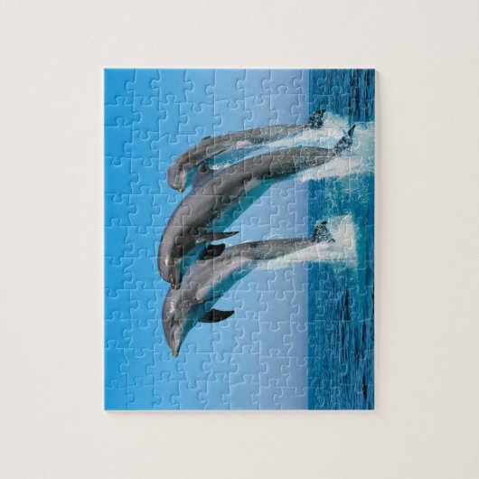 Delphine Game Puzzle (Vertikal)
