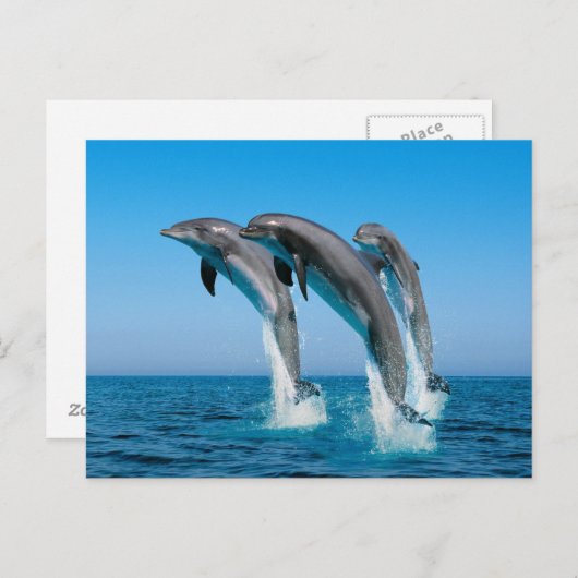Delphine hochfahren postkarte (Vorne/Hinten)