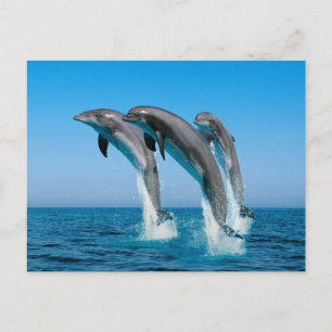 Delphine hochfahren postkarte