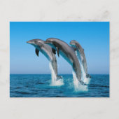 Delphine hochfahren postkarte (Vorderseite)