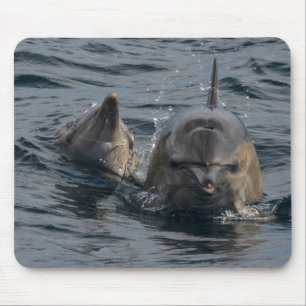Delphine Nah-up Portrait, Tasmanien, Australien Mousepad