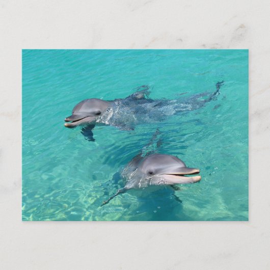 Delphine Postkarte (Vorderseite)