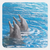 Delphine Quadratischer Aufkleber (Vorderseite)