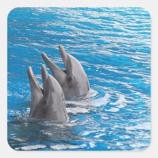 Delphine Quadratischer Aufkleber (Vorderseite)