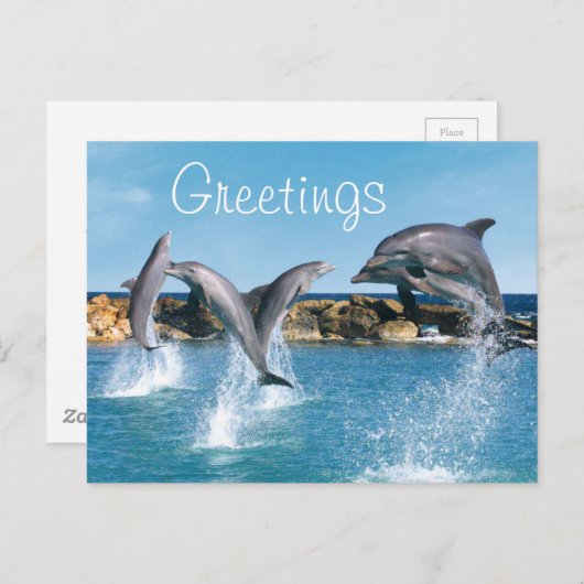 Delphine schwimmen und spielen postkarte (Vorne/Hinten)
