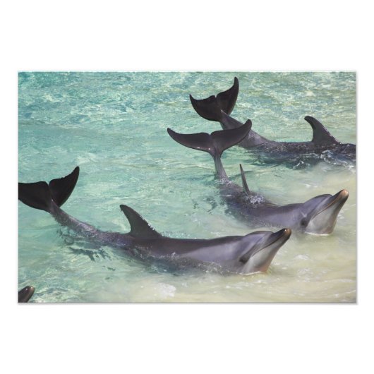 Delphine, Sea World, Gold Coast, Queensland, Fotodruck (Vorne)