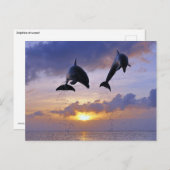 Delphine springen bei Sonnenuntergang Postkarte (Vorne/Hinten)