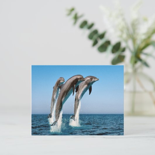 Delphine springen postkarte (Stehend Vorderseite)
