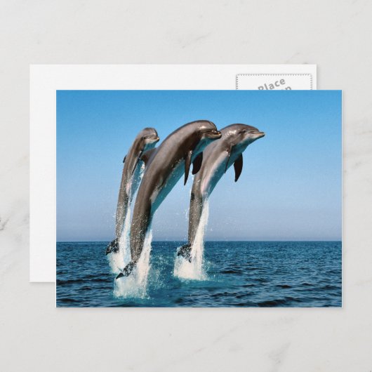 Delphine springen postkarte (Vorne/Hinten)