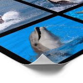 Delphine und Killerwale Poster (Ecke)