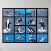 Delphine und Killerwale Poster (Vorne)
