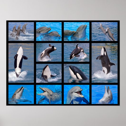 Delphine und Killerwale Poster (Vorne)