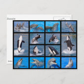 Delphine und Killerwale Postkarte (Vorne/Hinten)