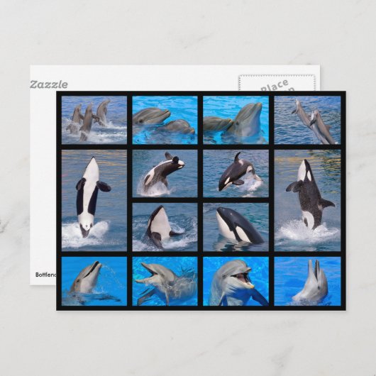 Delphine und Killerwale Postkarte (Vorne/Hinten)
