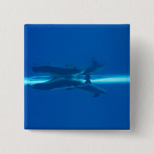 Delphine und Reflexionen Button