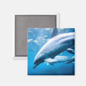 Delphine unter Wasser Magnet (Vorderseite/Rückseite)