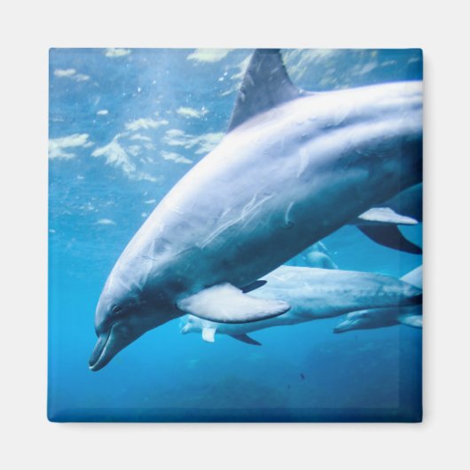 Delphine unter Wasser Magnet (Vorne)