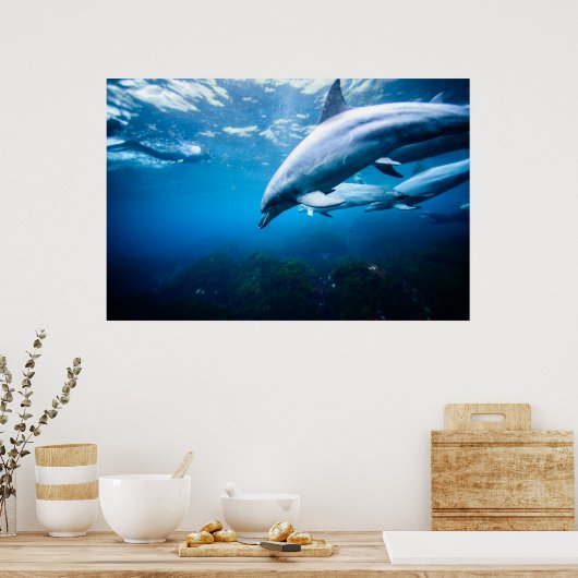 Delphine unter Wasser Poster (Küche)