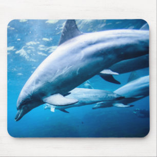 Delphine Unterwasser Mousepad