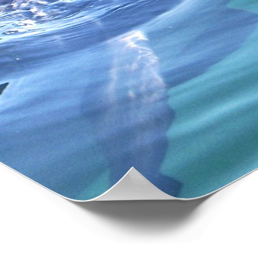 Delphinfotografie Poster (Ecke)