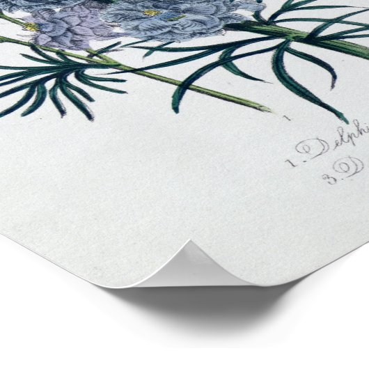 Delphinien aus dem "Garten der Damen"-Blumen Poster (Ecke)